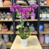 Mor Orkide Çiçeği - Alanya Çiçek Siparişi