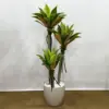Yapay Aloe Vera