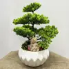 Yapay Bonzai Teraryum